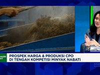 Video: Bersaing Dengan Malaysia, Apa Keunggulan Bisnis CPO RI di 2026?