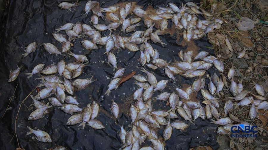 Warga mencari ikan pada aliran Sungai Cisadane yang tercemar limbah di Kota Tangerang, Banten, Kamis (12/2/2026). (CNBC Indonesia/Faisal Rahman)