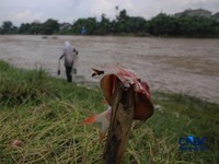 Potret Sungai Cisadane Tercemar, Warga Dihimbau Tak Konsumsi Air-Ikan