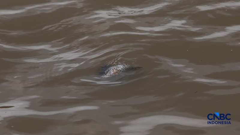 Warga mencari ikan pada aliran Sungai Cisadane yang tercemar limbah di Kota Tangerang, Banten, Kamis (12/2/2026). (CNBC Indonesia/Faisal Rahman)