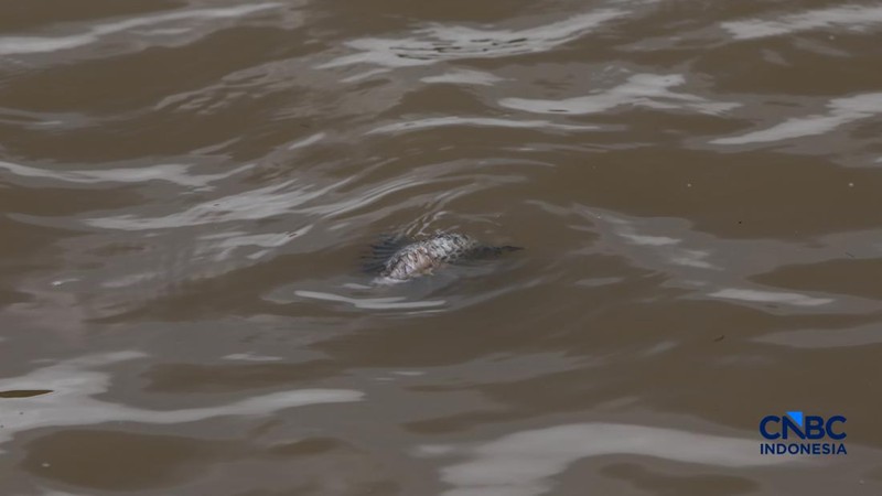 Warga mencari ikan pada aliran Sungai Cisadane yang tercemar limbah di Kota Tangerang, Banten, Kamis (12/2/2026). (CNBC Indonesia/Faisal Rahman)