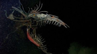 Foto Makhluk Laut Dalam yang Jarang Terlihat, Bikin Merinding!