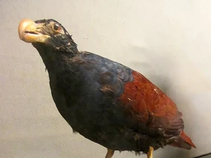 Lima Tahun Tak Terlihat, Burung Langka Kerabat Dodo Muncul di Pulau Ini