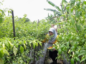 Cabai di Surabaya Tembus Rp 85 Ribu Jelang Ramadan
