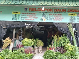 Blok C Pasar Bunga Rawa Belong, Berburu Daun Dekorasi Mulai Rp 10 Ribuan