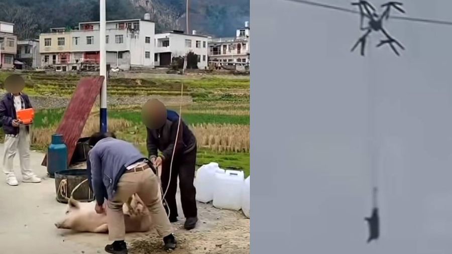 Pengangkutan ternak dari daerah pegunungan tempat tinggalnya ke rumah jagal.
FOTO: Facebook/Skytech UAV