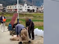 Gara-Gara Babi Terbang, Listrik Mati 10 Jam