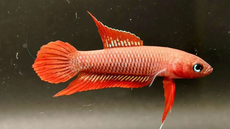 Ikan hias tempalak mirah asal Bangka Belitung. (sumber: Dok/DJKI.Kemenmkumham via BRIN)