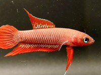 Masuk Daftar Merah! Ikan Asli Bangka Belitung Ini Terancam Punah