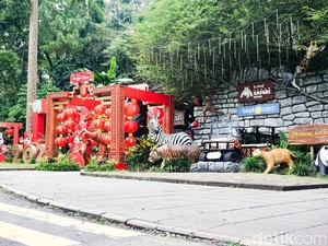Video: Liburan ke Taman Safari saat Long Weekend Imlek, Ada Apa Saja?