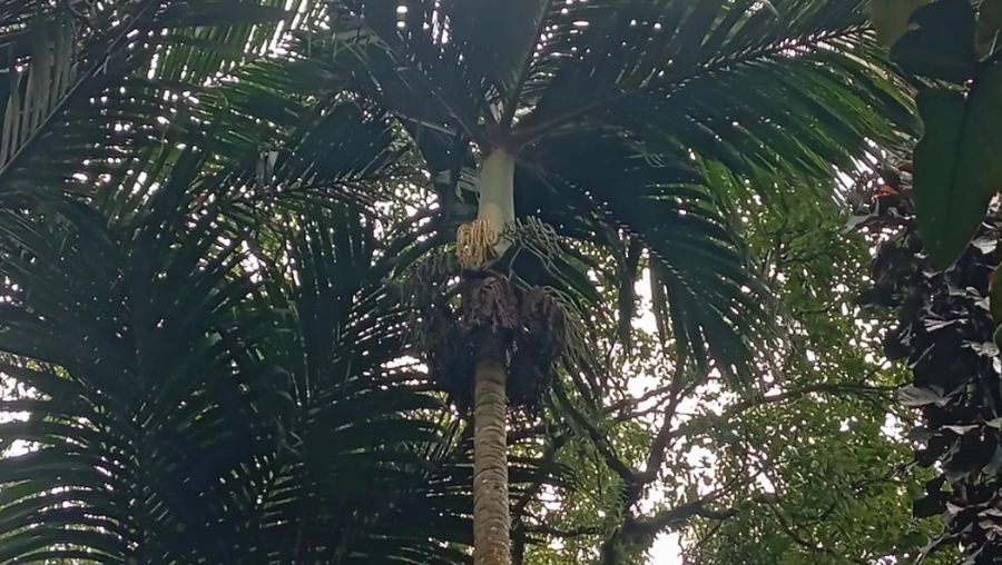 Palem nyabah (Pinanga arinasae) merupakan palem endemik Bali yang terancam punah. Habitatnya terbatas di dataran tinggi, seperti Bedugul dan Jatiluwih sehingga tanaman ini penting untuk dilestarikan. Hal tersebut disampaikan oleh Peneliti Pusat Riset Botani Terapan (PRBT), Organisasi Riset Hayati dan Lingkungan (ORHL), Badan Riset dan Inovasi Nasional (BRIN), Arief Priyadi, saat diwawancarai oleh Tim Humas BRIN di Bali, Senin (26/1). (Dok BRIN)