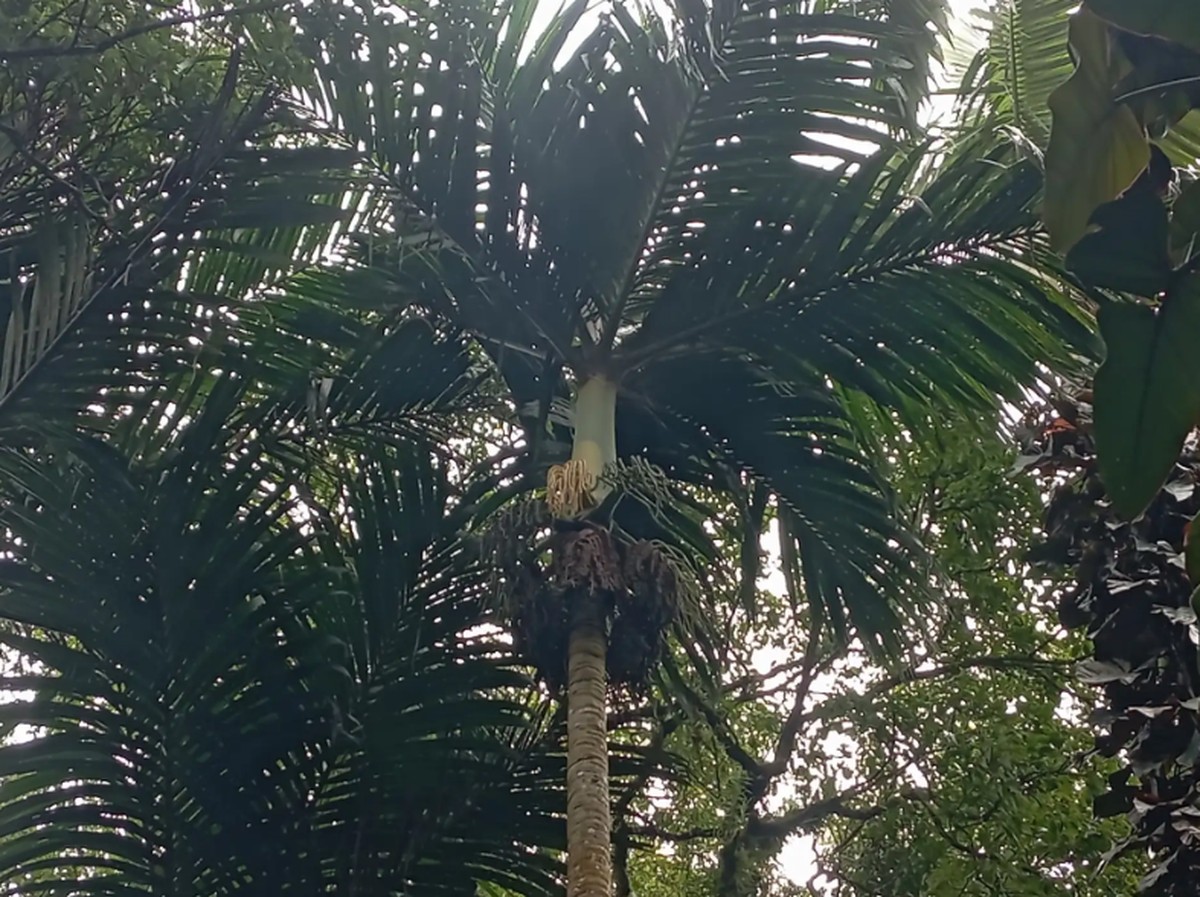 Teknologi Genome Sequencing Dukung Konservasi Palem Endemik Bali