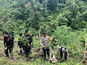 Amankan 2 Orang di Ladang Ganja 3 Hektare Empat Lawang, Polisi Dihalangi Warga