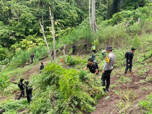 Polisi Temukan 3 Hektare Ladang Ganja di Empat Lawang, 8 Karung Siap Edar