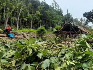 Pohon Beringin Usia Ratusan Tahun Tumbang Imbas Hujan Angin di Wonosari