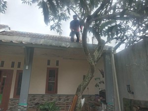 Kala Damkar Kuningan Berjibaku Tangkap Burung Warga
