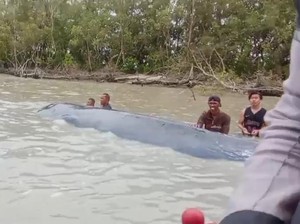 Video Viral Paus Sepanjang 15 Meter Nyasar ke Sungai Somor OKI