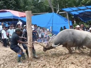 Tradisi Bantai Adat Jelang Ramadan di Merangin, 80 Kerbau Disembelih