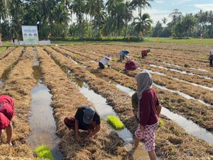 Limbah Jerami dan Kotoran Ternak Diolah, Pendapatan Warga Nagari Ini Naik 63%