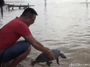 Video: Momen Imlek, Warga Tionghoa Jambi Lepas Kura-Kura ke Sungai