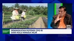 Video: Alasan Pengusaha Minta Pemerintah Perbaiki Tata Kelola Sawit RI