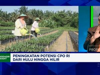 Video: Alasan Pengusaha Minta Pemerintah Perbaiki Tata Kelola Sawit RI