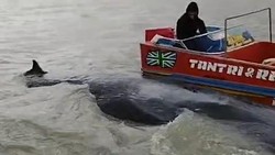 Ikan Paus yang Nyasar di Sungai Somor OKI Ditemukan Mati