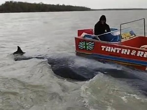 Ikan Paus yang Nyasar di Sungai Somor OKI Ditemukan Mati
