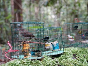 Tak Kantongi Dokumen Resmi, Pengiriman Burung Hias di Jambi Digagalkan