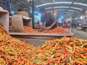Harga Cabai Rawit Makin Pedas, Tembus Rp 90 Ribu/Kg
