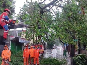 Hujan Deras, Pohon Tumbang Tutup Akses Jalan di Lagoa Jakut
