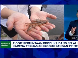 Video: Tak Mau Tergantung Dengan AS,Ekspor Udang RI Incar Jepang-Eropa