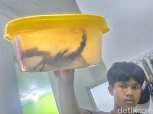 Nasib Kalajengking Jumbo Usai Bertarung dengan Warga Sukabumi
