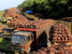 Kelapa Sawit Hasilkan Limbah yang Mengandung Polutan, Pakar IPB Beri Saran Ini