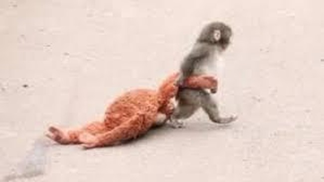 Viral! Ternyata Ini Alasan Monyet Punch Ditolak Ibunya Sendiri