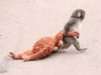 Viral! Ternyata Ini Alasan Monyet Punch Ditolak Ibunya Sendiri