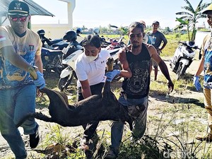 Teror Kawanan Anjing Liar Tak Kunjung Reda di Wonomulyo Polman