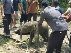Anak Gajah Kejeblos Septic Tank di Riau, Kawanannya Ngamuk Rusak Mes Karyawan