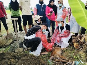 Puskeswan Siapkan Vaksinasi Massal Usai 2 Bocah Digigit Anjing Liar di Polman