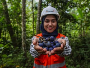 Antam Kembangkan Narseri-Taman Kehati, Libatkan Masyarakat Sekitar Tambang