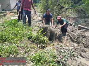 5 Fakta Anak Gajah Kejeblos Septic Tank di Riau hingga Kawanan Ngamuk