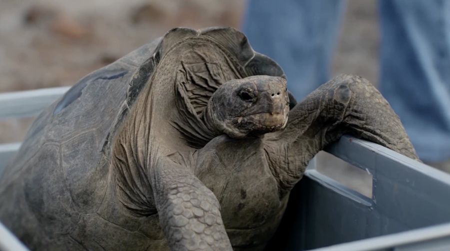Kura-kura raksasa kembali ke Kepulauan Gal&aacute;pagos setelah hampir 150 tahun. (Tangkapan Layar Video Reutes/)