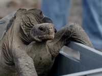 Punah 150 Tahun Lalu, Kura-Kura Raksasa Ini Akhirnya Muncul Lagi