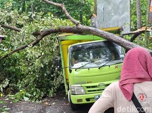Pohon Tumbang Timpa Truk, Jalur Amlapura-Denpasar Macet 2 Km