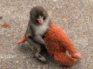 Bayi Monyet Punch hingga Manusia Suka Peluk Boneka, Pakar Ungkap Sebabnya