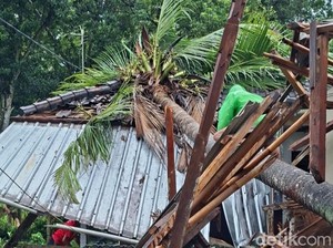 Cuaca Ekstrem, Karangasem Diterjang Longsor dan Pohon Tumbang