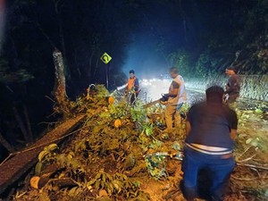 3 Pohon di Buleleng Tumbang Akibat Angin Kencang dan Hujan Deras