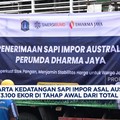 Video: Jaga Stok Ramadan, Jakarta Terima Ribuan Sapi Impor Australia