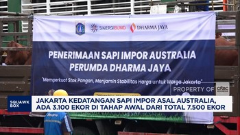 Video: Jaga Stok Ramadan, Jakarta Terima Ribuan Sapi Impor Australia