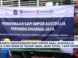 Video: Jaga Stok Ramadan, Jakarta Terima Ribuan Sapi Impor Australia
